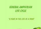 General amphibian life cycle | Recurso educativo 33874