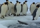 Pingüí emperador | Recurso educativo 33924