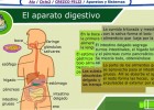 El aparato digestivo | Recurso educativo 35659
