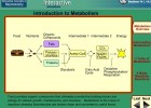 Video: Introduction to Metabolism | Recurso educativo 39923