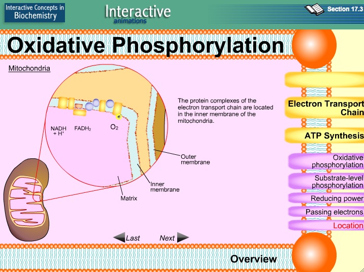 Video: Oxidative Phosphorylation | Recurso educativo 39930