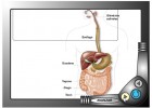 Sistema Digestivo | Recurso educativo 41379