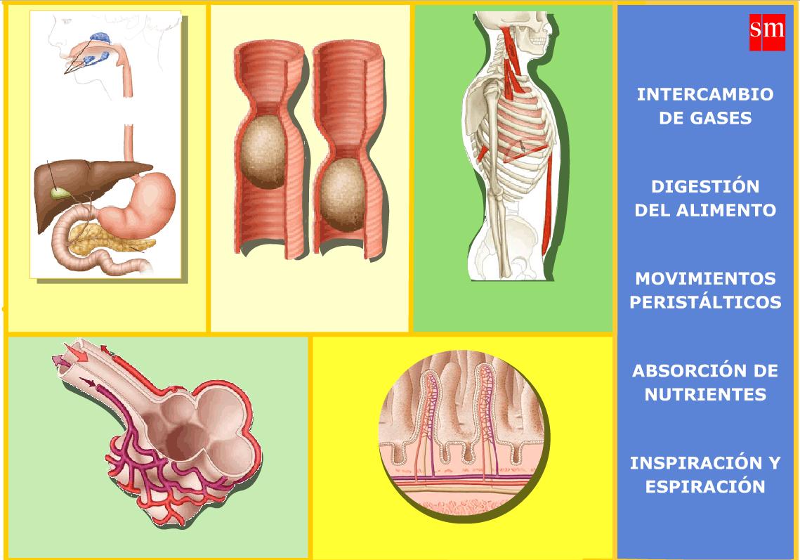 Sistema Digestivo | Recurso educativo 43384