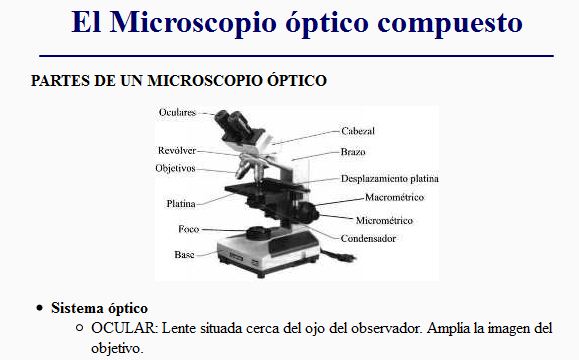 El microscopi òptic | Recurso educativo 46307