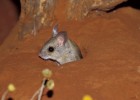 Imatge: el cau d'un ratolí | Recurso educativo 47175