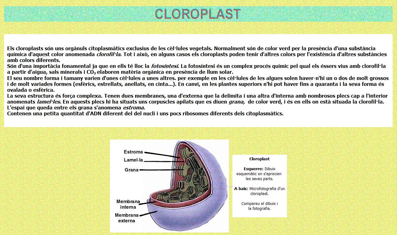 Cloroplast | Recurso educativo 47643