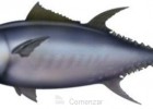 Las partes del atún rojo | Recurso educativo 50598