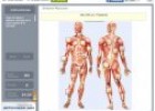 Sistema Muscular | Recurso educativo 58269