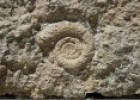 Los fósiles | Recurso educativo 58334