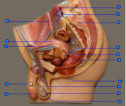 Male reproductive system | Recurso educativo 60612