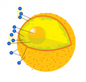 Diagram of a human cell nucleus | Recurso educativo 61244