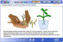 Nuevas plantas a partir de partes de otras plantas | Recurso educativo 1167