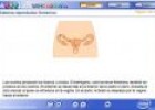 El sistema reproductor femenino | Recurso educativo 1235