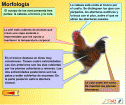 Interactivo: las aves | Recurso educativo 12387