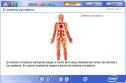 El sistema circulatorio | Recurso educativo 1244