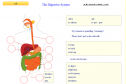 The Digestive System | Recurso educativo 14176