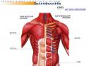 Cuerpo humano | Recurso educativo 15578