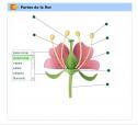 Partes de una flor | Recurso educativo 16284