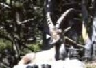 Cabra hispánica (Capra pyrenaica) | Recurso educativo 3286