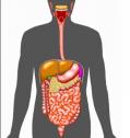 Anatomía humana: Aparato Digestivo | Recurso educativo 5475