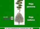 Árboles: identificación por las hojas | Recurso educativo 6080
