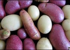 Scientists map potato genome | Recurso educativo 71711