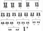 Los cromosomas humanos | Recurso educativo 72236