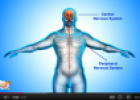 Video: The nervous system | Recurso educativo 77135