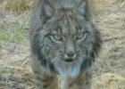 Endangered species: the Iberian Lynx | Recurso educativo 85478