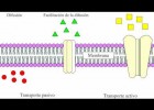 Transporte de membrana celular | Recurso educativo 102271