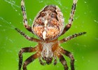 adn-dna: 78- Les aranyes: fabricació d'una teranyina. | Recurso educativo 119043