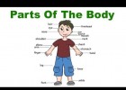 Body parts | Recurso educativo 598029