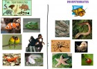Animales vertebrados e invertebrados | Recurso educativo 613209