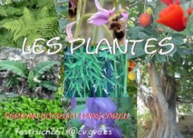 Les plantes | Recurso educativo 679726