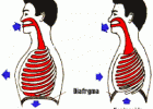 Inspiración e expiración | Recurso educativo 686205