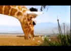 Animals cantant- YouTube | Recurso educativo 686755
