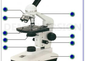 Microscope Parts Quiz | Recurso educativo 724227
