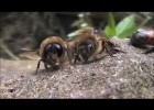 Declining Bee Populations in the UK | Recurso educativo 725830
