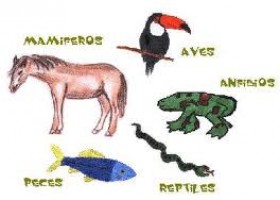 Reino Animal: Vertebrados e Invertebrados | Recurso educativo 46892