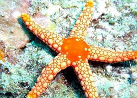 Starfish Facts and Information for Kids | Recurso educativo 730071