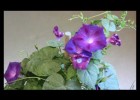 Time lapse of a morning glory opening/closing | Recurso educativo 738288