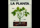 Las plantas y sus partes. | Recurso educativo 739429