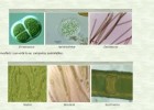 Les algues | Recurso educativo 741785