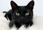 Llegenda del gat negre | Recurso educativo 743031
