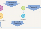 ¿Qué es la Gametogénesis? | Recurso educativo 755672