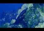 Acidificació dels oceans | Recurso educativo 757387