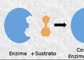 Enzimas | Recurso educativo 759309