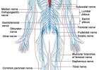 El sistema nerviós perifèric | Recurso educativo 762620