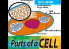 Cells in Human Body -Structure ,Parts,Function | Recurso educativo 677368