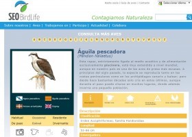 El águila pescadora | Recurso educativo 764390
